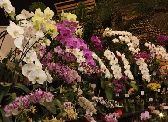 83ª Festa das Flores promete diferentes cenários com milhares de flores de época